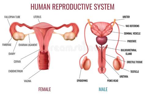 Human Reproductive System, Female Reproductive System Anatomy, Fertilization Process, Human Body Organs, Basic Anatomy And Physiology, Medical Posters, Female Reproductive System, Human Body Anatomy, Medical School Essentials