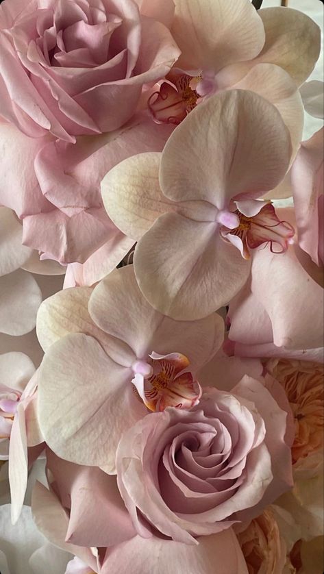 Pink Orchids Aesthetic, Orchids Aesthetic, Feminine Wallpaper, Girly Wallpaper, Look Wallpaper, Baby Pink Aesthetic, Coquette Pink, Flower Therapy, Rose Wallpaper