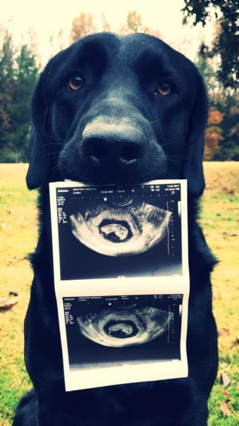 Cute Pregnancy Announcement Photos, Pregnancy Announcement Pics, Baby Announcement Dog, Baby Announcements With Dogs, Baby Announcement Photoshoot With Dogs, Baby Announcement With Dogs, Gender Reveal Ideas With Dog, Maternity Photo Shoot Ideas With Dog, Pregnancy Announcement Unique