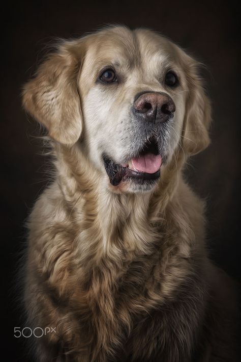 Golden Retriever portrait / Danny Block Golden Retriever Portrait, Golden Retriever Art, Raining Cats And Dogs, Animal Magic, Cute Animal Drawings, Mans Best Friend, Dog Art, Dog Pictures, Animals Beautiful