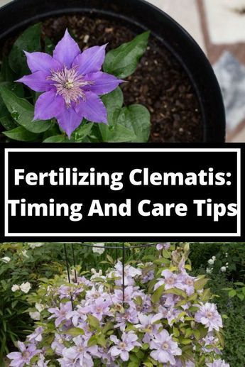 Veg Gardens, Overwintering Plants, Garden Reference, Clematis Care, Michigan Garden, Hillside Gardening, Clematis Trellis, Climbing Clematis, Special Plants