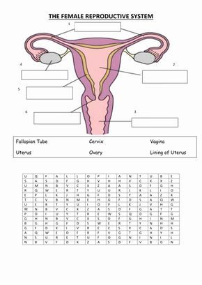 The Female Reproductive System Worksheet Lovely Female Reproductive System by Vinnie254 Teaching Reproductive System Activities, Reproductive System Worksheet, Female Reproductive System Anatomy, The Female Reproductive System, Human Growth And Development, Persuasive Writing Prompts, Biology Worksheet, Body Bones, Craniosacral Therapy