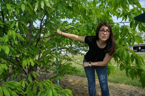 Researchers identify new threat to American chestnut trees American Chestnut Tree, Chinese Chestnut, Chestnut Tree, Growing Trees, American Chestnut, Forest Ecosystem, Chestnut Trees, Plant Science, Environmental Science