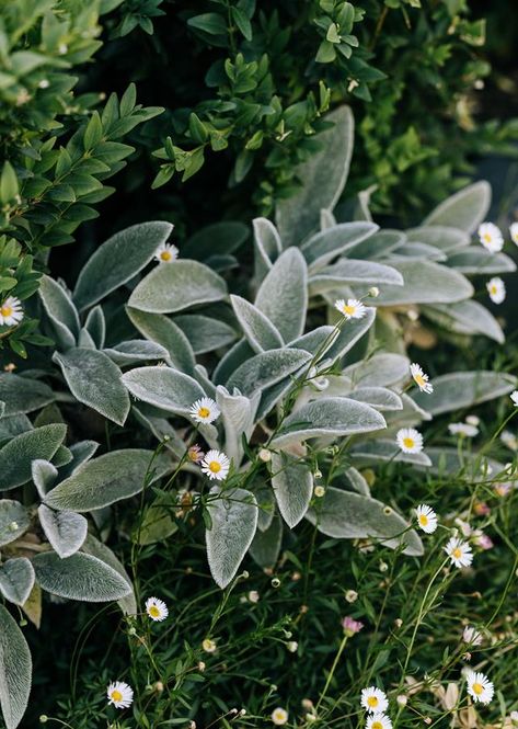 Flowering Ground Cover, Summer Lawn Care, Australian Gardens, Australian House, Sloped Garden, Australian Garden, Australian Native Plants, Coastal Gardens, Sun Plants