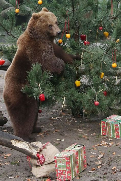 Bear Cartoon Images, Cartoon Image, Bear Pictures, Love Bear, Christmas Bear, Bear Art, Grizzly Bear, Cartoon Images, Cute Animal Pictures