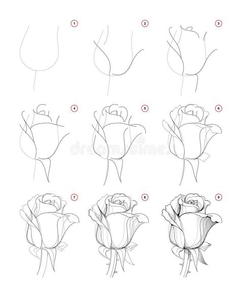 How to draw step-wise beautiful rose flower bud. Creation step by step pencil drawing. Educational page for artists. School textbook for developing artistic stock illustration Draw A Rose, Beautiful Pencil Drawings, Flower Drawing Tutorials, Flower Art Drawing, Cool Pencil Drawings, Drawing Step, Rose Drawing, Flower Sketches, Roses Drawing