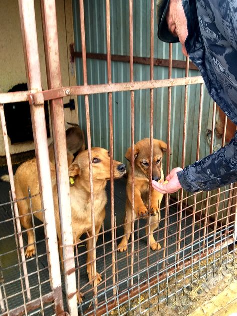 Puppies in shelter. I am also a volunteer. I walk the dogs, take care of them in an animal shelter. I also help to promote dogs and cats in order to find them a family. I donate 10% of all proceeds from the sale of my products to shelters and to advertise my dogs. By purchasing my handmade, you help them find a home. To view, please visit: www.etsy.com/shop/DreamLineQuilts Dog Shelter Volunteer, Helping Animals Aesthetic, Dog Shelter Volunteer Aesthetic, Animal Volunteer Aesthetic, Dog Shelter Aesthetic, Animal Shelter Volunteer Aesthetic, Animal Shelter Aesthetic, Worker Aesthetic, Animal Shelter Volunteer