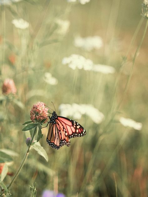 Monarch Butterfly Butterflies Braids, Monarch Photography, Monarch Butterfly Aesthetic, Monarch Butterflies Photography, Nails Butterflies, Background Butterflies, Tattoo Butterflies, Wallpaper Butterflies, Drawing Butterflies