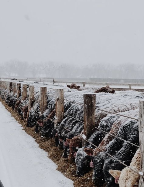 Winter Western Background, Country Winter Wallpaper, Western Winter Wallpaper, Cattle Photography, Show Cows, Western Winter, Cowboy Life, Cattle Farm, Cowboy Romance