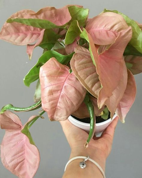 Pink Leaf Plant, Ellie Sattler, Syngonium Podophyllum, Pink Plants, Pink Live, Arrowhead Plant, Household Plants, Pink Plant, Fern Plant