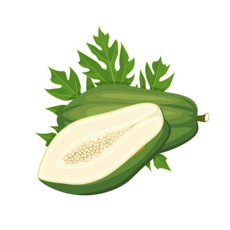 Vector illustration, unripe papaya fruit, with green leaves, isolated on white background. Pickled Papaya Logo, Papaya Leaves, Papaya Art, Papaya Fruit, Phone Template, Green Papaya, Papaya Salad, Papaya Fruits, Line Background