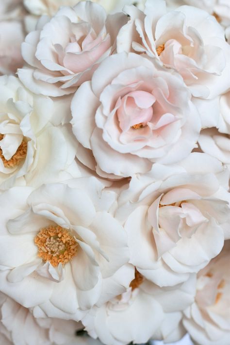 Blush Majolica Spray Rose, White Majolica Spray Roses, Marquee Backdrop, Majolica Spray Rose, Majolica Rose, White Marquee, Flower Library, Rose Gardening, Bush Garden