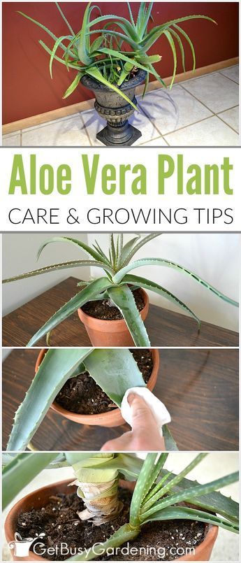 Aloe vera is a very popular plant that is best known for the healing qualities of the gel. Given the proper aloe vera plant care, these amazing plants can live for many years. Aloe Vera Plant Care, Growing Aloe Vera, Funny Vine, Amazing Plants, نباتات منزلية, Aloe Plant, Aloe Vera Plant, Inside Plants, Succulents Indoor