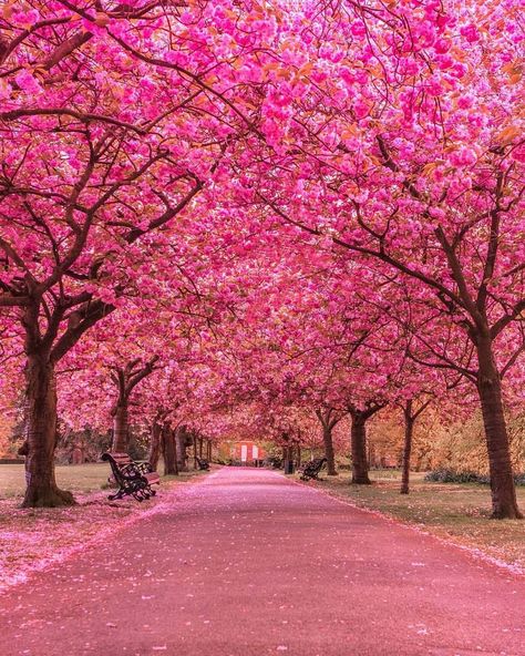 Beautiful​ Cherry Blossom at Greenwich Park London Greenwich Park, Earth Pictures, Image Nature, 수채화 그림, Colorful Trees, Cherry Blossom Tree, Beautiful Nature Wallpaper, Blossom Trees, Garden Trees