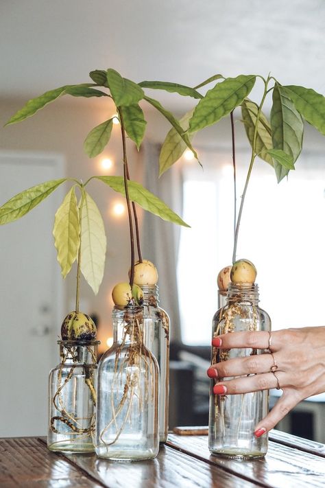 Plant Ideas Indoor, Indoor Plant Hacks, Indoor Plant Ideas, Easy Indoor Plants, Indoor Plants Styling, Plants In Jars, Plants Aesthetic, Avocado Plant, Grow Avocado