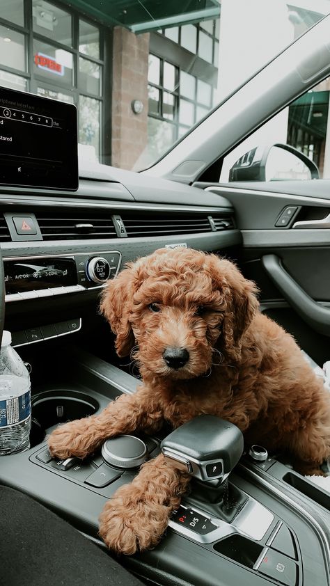 Red Goldendoodle Puppy, Apricot Mini Goldendoodle, Mini Goldendoodle Aesthetic, Mini Golden Doodle Aesthetic, Golden Doodle Puppy Aesthetic, Minature Goldendoodle Puppy, Miniature Golden Doodle Puppy, Golden Doodle Miniature, Mini Goodlendoodle