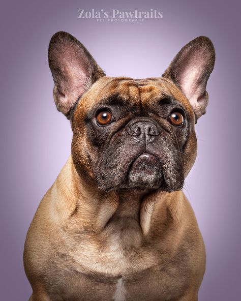 Dog Reference Photo, Dogs Portraits, Dog Photography Studio, Dog Reference, Drawing Refrences, Frenchie Dog, Animal Reference, Dog Photoshoot, Bull Dogs