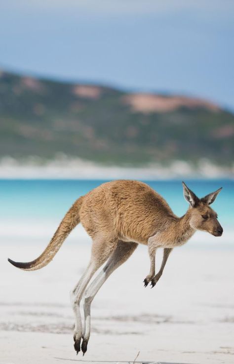 Dragon Boating Racing, Australia Kangaroo, Australia Tourism, Australia History, Australia Animals, Aboriginal Culture, Hello Kitty Coloring, Wildlife Sanctuary, Australian Animals