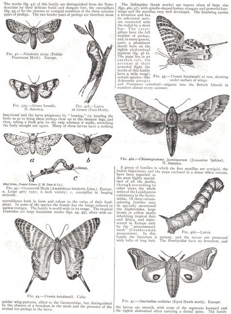 butterfly and moths diagram Moth Diagram, Tracklist Ideas, Moth Metamorphosis, Butterfly Diagram, Peppered Moth, Animal Journal, Moth Drawing, Medical Drawings, Entomology Art