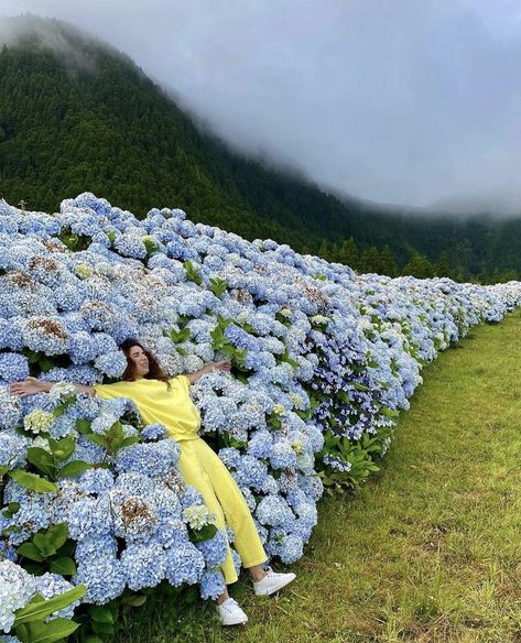 Rivers And Roads, Midsummer Dream, Hydrangea Bloom, São Miguel Island, Nature Garden, Portugal Travel, Pretty Photos, Spain And Portugal, Hydrangea Flower