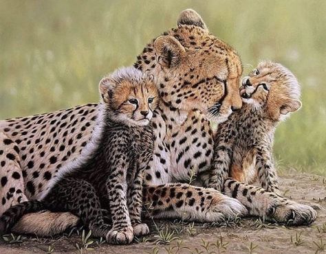 Cheetah Moms With Their Little Cheetos Cheetah Family, Cheetah Cubs, Majestic Animals, Cheetahs, Nature Wildlife, Wildlife Animals, African Animals, Animal Planet, Beautiful Cats