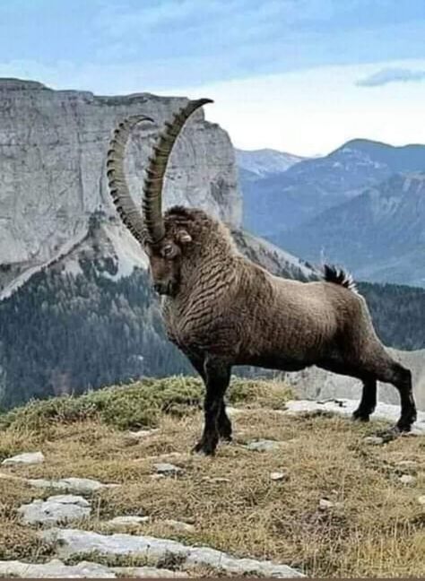 The Alpine ibex, also known as the steinbock, bouquetin, or simply ibex, is a species of wild goat that lives in the mountains of the European Alps. Hooved Animals, Alpine Ibex, Box Sculpture, Regnul Animal, Mountain Goats, Unique Pictures, Paradise Lost, Unusual Animals, Mountain Goat