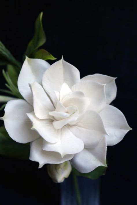 Good Morning Sweetheart, Gardenia Plant, Morning Sweetheart, White Gardenia, Airbrush Art, Sugar Flowers, Exotic Flowers, Flowers Nature, Flower Photos