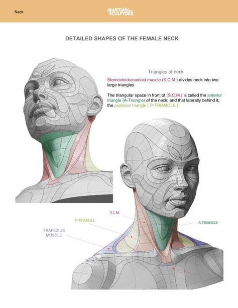 Female Neck Anatomy, Neck Anatomy Drawing, Anatomy For Sculptors, Neck Anatomy, Female Neck, Neck Drawing, Human Anatomy For Artists, Head Anatomy, Facial Anatomy