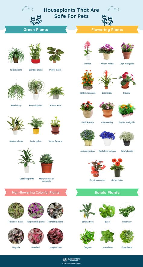 Pet Safe Hanging Plants, Flowers For Indoors, Pet Safe House Plants Cats, Indoor Plants Safe For Pets, Safe Plants For Dogs, Plants That Are Safe For Dogs, Hanging Plants Safe For Cats, Large Pet Safe House Plants, Pet Safe Plants Outdoor