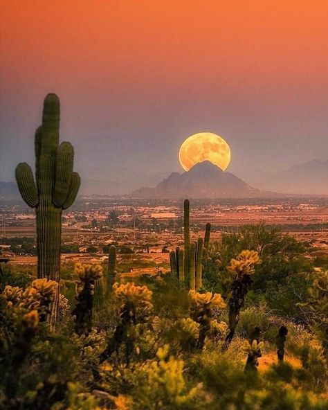 Arizona Aesthetic, Desert Aesthetic, Saguaro National Park, Desert Dream, Image Nature, Desert Vibes, Pretty Landscapes, Arizona Travel, Sonoran Desert