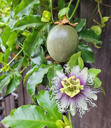 Passiflora 'Frederick' is an easy and beautiful edible vine to add a vertical element to your garden Passion Fruit Plant Trellis, How To Grow Passion Fruit Vines, Passionflower Vine, Passion Fruit Vine, Passionfruit Vine, Red Passion Flower Vine, Passiflora Edulis, Passion Vine, Earth Design