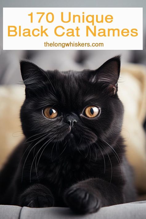 Black Exotic Shorthair cat Male Black Cat Names, Female Cat Names Unique, Black Cat Names, Boy Cat Names, National Black Cat Day, Unique Cat Names, All Black Cat, Funny Cat Names, Black Cat Appreciation Day