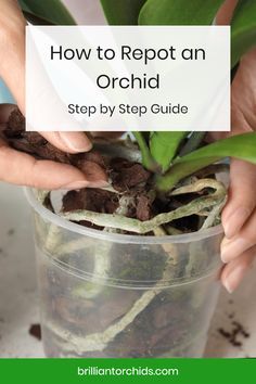 Orchid Soil, Orchid Potting Mix, Repotting Orchids, Indoor Orchids, Orchid Plant Care, Orchid Roots, Orchid Leaves, Household Plants, Plant Care Houseplant