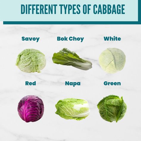 Cabbage Types, Smothered Cabbage, Types Of Cabbage, Essential Oils For Pregnancy, Plant Kingdom, Baby Feeding Schedule, Cabbage Recipe, Digestive Tract, Health Hacks