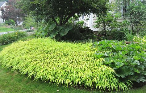 Container Gardening Shade, Garden Grasses, Hakone Grass, Enchanted Gardens, Japanese Garden Landscape, Shade Loving Perennials, Perennial Grasses, Asian Garden, Grasses Landscaping