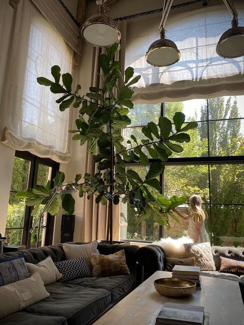 Fiddle Leaf Tree, Tree Interior, Fig Plant, Indoor Tree, Indoor Trees, Fiddle Leaf Fig Tree, Best Indoor Plants, Big Plants, Interior Plants