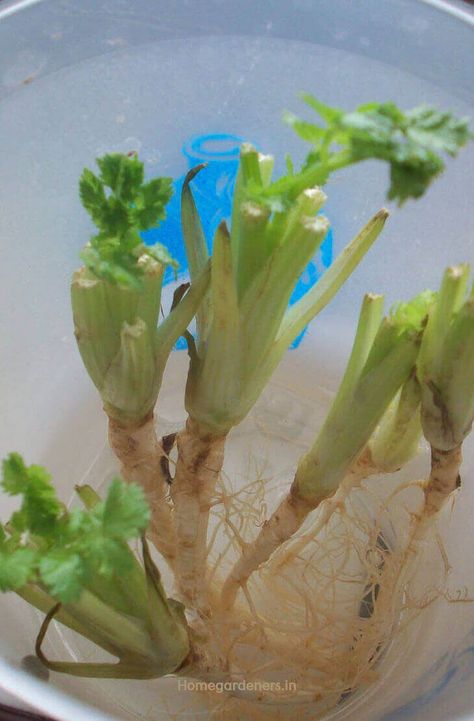 How to Grow Cilantro Corriander Plant, How To Grow Cilantro, Growing Coriander, Grow Cilantro, Plants Grown In Water, Cilantro Plant, Growing Cilantro, Ginger Plant, Aquaponic Gardening