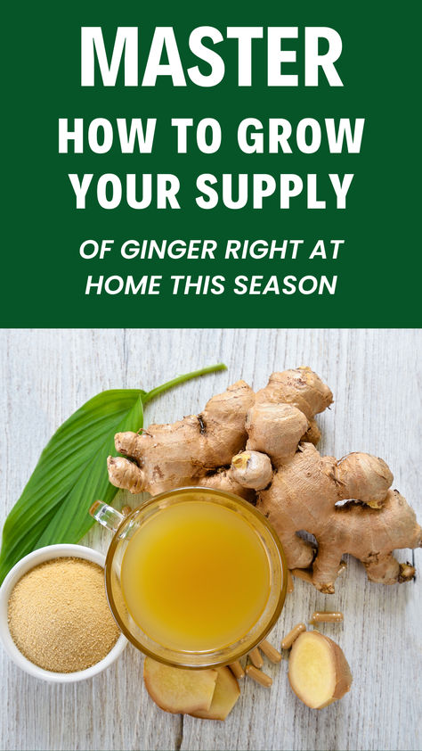 Discover the secrets of growing ginger at home. Learn how to plant ginger from a simple root and enjoy fresh ginger right from your backyard. How Much Ginger To Take Daily, How To Plant Ginger Root At Home, What To Do With Fresh Ginger Root, How To Prepare Ginger Root, How To Grow Ginger From Root, Ginger Growing At Home, How To Store Ginger Root, How To Grow Ginger Root At Home, How To Grow Ginger