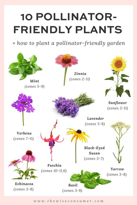 Pollinator Landscaping, How To Attract Pollinators To Your Garden, Pollinator Flower Garden, Pollinator Container Garden, Pollinator Garden Bed, Container Pollinator Garden, Landscaping For Pollinators, Pollination Garden, Insect Friendly Garden