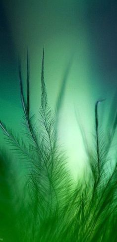 Green Feathers, Image Nature, Simple Green, Trik Fotografi, Pretty Green, Green Nature, Oscar Wilde, Green Grass, World Of Color