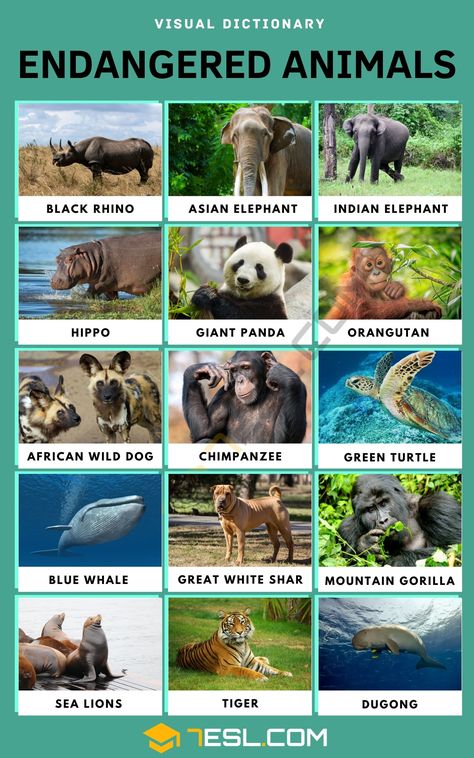 Endangered Species Activities, Endangered Animals Activities, Endangered Animals Project, Animals Endangered, Animal Vocabulary, Animals List, Animals Name In English, Endangered Plants, Rainforest Animals