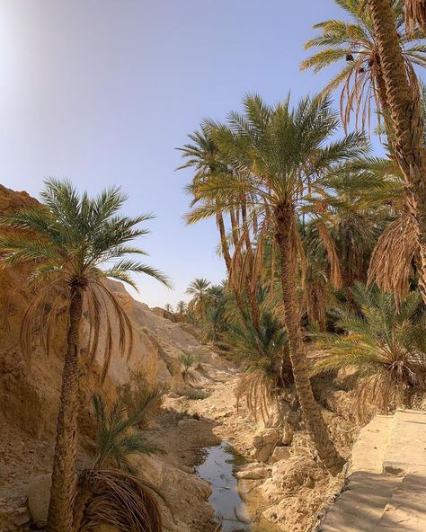 Green Palm Trees, Dry Desert, Desert Landscape, My Trip, Tunisia, In The Mountains, The Desert, Palm Trees, Oasis