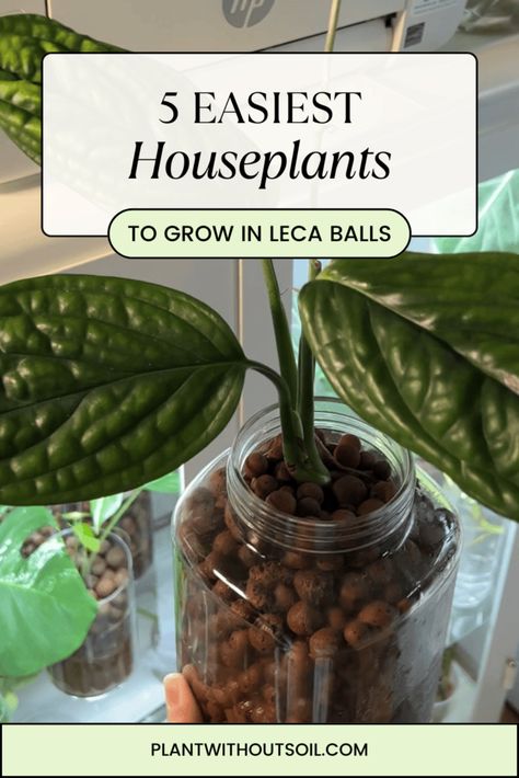 If you want to try growing houseplants in leca, here are the 5 easiest plants you can try transitioning to semi hydroponics! | clay balls | hydroton | indoor plants Hydroponic Clay Pebbles, Hydro Plants Indoor, Hydroponic Indoor Plants, Leca Balls For Indoor Plants, Clay Balls For Plants, Semi Hydroponic Houseplants, Hydroponic House Plants, Hydroponic Plants Indoor, Leca Plants