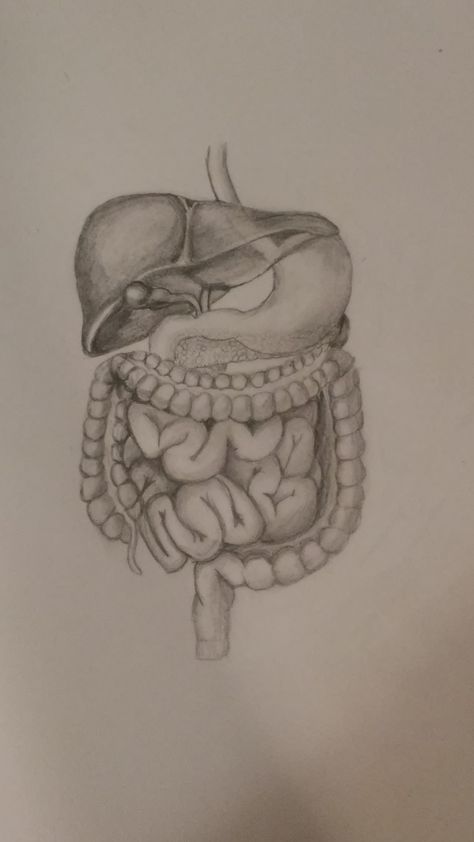 https://www.etsy.com/shop/RebeccasRandomness?ref=search_shop_redirect Medical Anatomy Drawing, Realistic Brain Drawing, Body Organs Drawing, Human Body Drawing Anatomy, Organ Drawings, Digestive System Drawing Aesthetic, Drawings Of Organs, Organs Drawing, Science Drawings Sketches