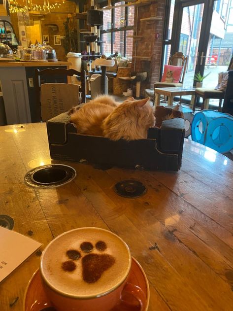 Cat Cafe London, Cafe Fall Aesthetic, Cats Coffee Shop, Cats Cafe Aesthetic, Cat Cafe Interior Coffee Shop, Family Coffee Shop, Pet Cafe Aesthetic, Cat Cafe Interior Design, Aesthetic Coffee Shop Pictures