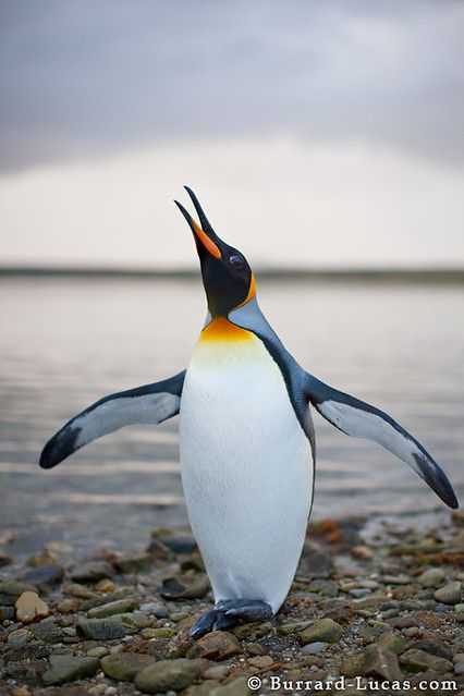 Penguins Funny, King Penguin, Emperor Penguin, Penguin Love, Cute Penguins, Wild Life, Animal Photo, Nature Animals, Sea Creatures