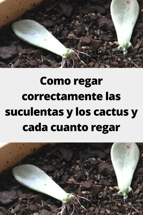 Suculentas Ideas, Cactus Diy, Agaves, Cactus Y Suculentas, Related Images, Cactus, Plants