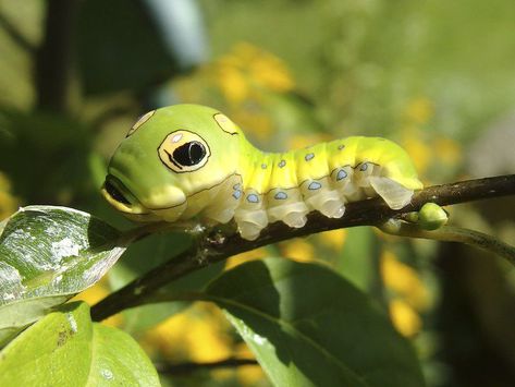 Silkworm Moth, Swallowtail Caterpillar, Spicebush Swallowtail, Brown Bugs, Cecropia Moth, Scary Snakes, Large Moth, Land Between The Lakes, Tiger Moth