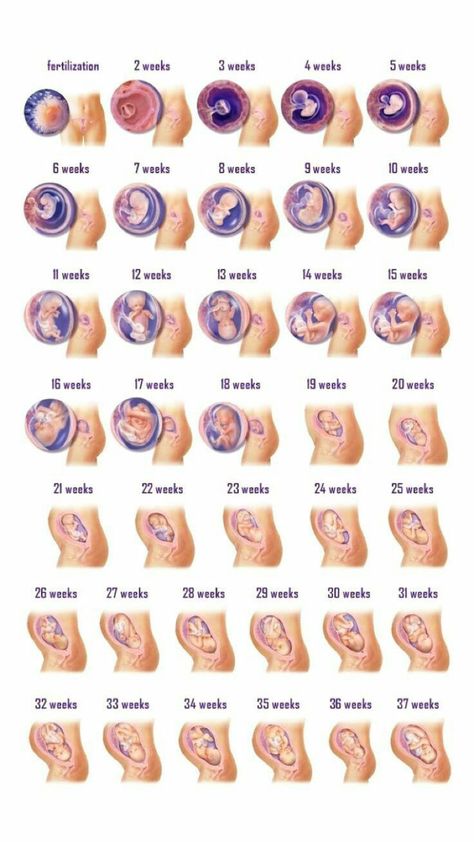 Pregnancy Development, Vom Avea Un Copil, 5 Weeks Pregnant, Pregnancy Info, Pregnancy Information, Baby Sleep Problems, Pregnancy Months, First Trimester, Pregnancy Stages