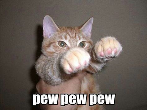 Pew pew pew Image Chat, Funny Animal Jokes, Funny Cat Memes, Funny Cat Pictures, Funny Animal Memes, Animal Jokes, E Card, Cute Kittens, Grumpy Cat